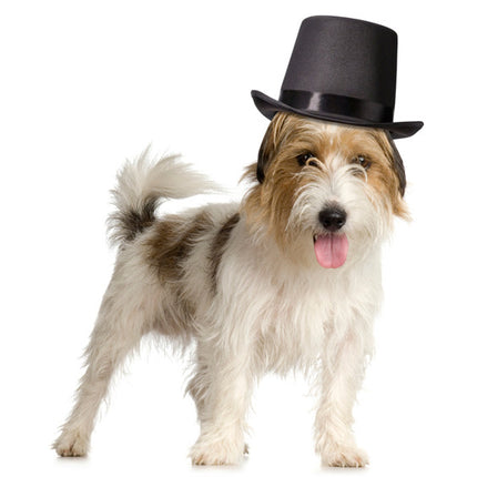 Black Top Hat for Dogs for Wedding Ceremonies - Discontinued
