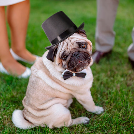 Black Top Hat for Dogs for Wedding Ceremonies - Discontinued